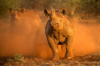 An action photograph of two female black rhinos charging at the game vehicle, kicking up red dust at sunrise, taken in the Madikwe game Reserve, South Africa. clipart
