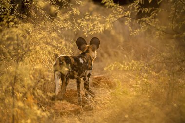 Altın yapraklarla çerçevelenmiş vahşi bir köpeğin güzel bir gün batımı fotoğrafı Güney Afrika 'daki Madikwe Oyun Rezervi' nde çekildi..