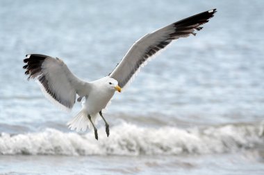 Okyanusla uçan bir martının yakın çekim fotoğrafı ve Güney Afrika 'daki Nolloth Limanı' nda çekilen çarpışan bir dalga..