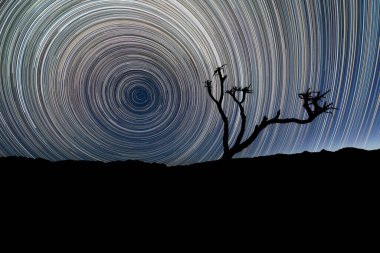 Daire şeklindeki yıldız izleriyle güzel bir gece manzarası, ön planda Quiver Ağacı silueti ve ufukta dağları olan, Richtersveld Ulusal Parkı, Güney Afrika.