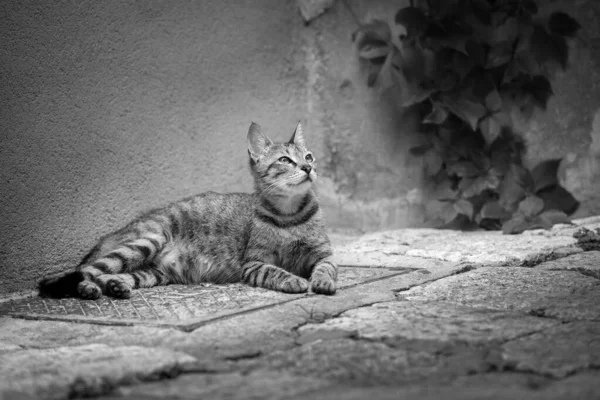 Ett Vackert Svartvitt Fotografi Herrelös Katt Som Ligger Trottoaren Vis — Stockfoto