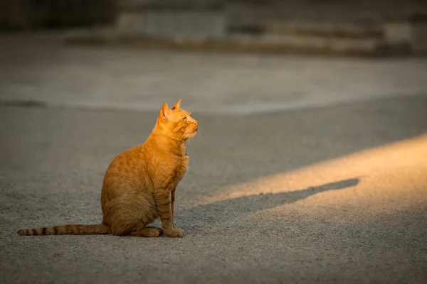 Ein Schönes Foto Einer Streunenden Katze Die Von Einem Sonnenstrahl — Stockfoto