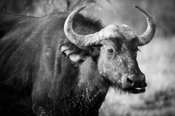 南アフリカのMadikweゲームリザーブの日没時に撮影されたケープバッファロー牛の黒と白の肖像画 — ストック写真