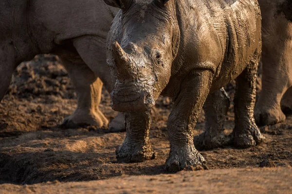 Beau Portrait Gros Plan Bébé Rhinocéros Blanc Mouillé Coucher Soleil — Photo