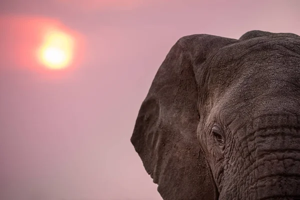 A dramatic close up portrait of an elephant\'s face taken against the sunset in the Madikwe Game Reserve, South Africa.