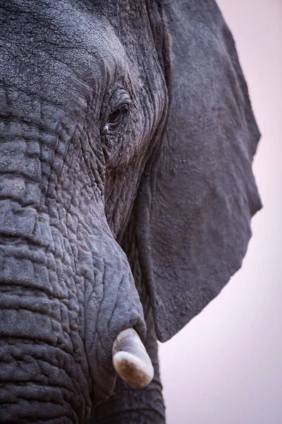 Günbatımından sonra Güney Afrika 'daki Madikwe Oyun Rezervi' nde bir filin gözünün, dişinin ve hortumunun güzel dikey portresi çekildi..