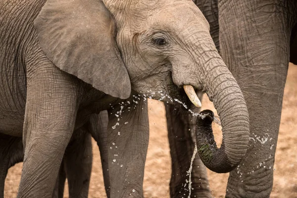 Una Dramática Fotografía Joven Elefante Salpicando Agua Tronco Mientras Bebía — Foto de Stock