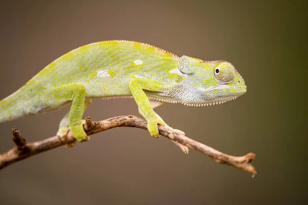 Beautiful Close Macro Photograph Watchful Chameleon Walking Tree Branch Taken — Stock Photo, Image