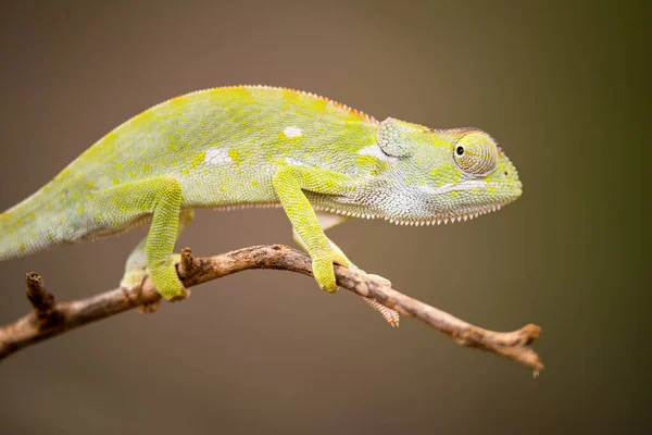 Beautiful Close Macro Photograph Watchful Chameleon Walking Tree Branch Taken — Stock Photo, Image