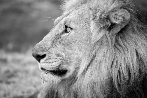 Hermoso Retrato Blanco Negro León Macho Mirando Lejos Tomado Reserva — Foto de Stock