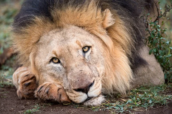 Beautiful Portrait Male Lion Lying Ground Looking Straight Camera Taken — Stock Photo, Image
