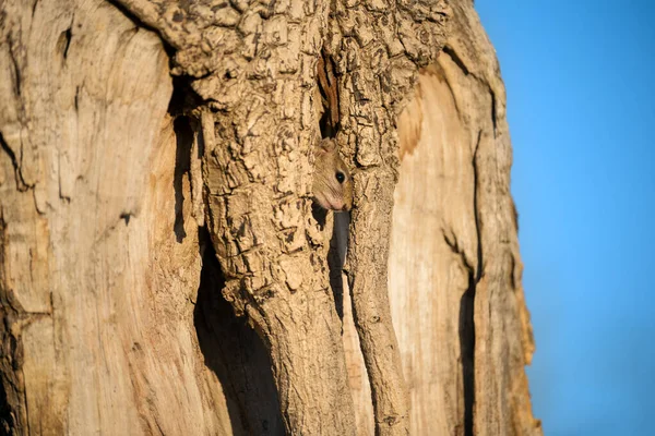 Ένα Χαριτωμένο Κοντινό Πορτρέτο Ενός Σκίουρου Δέντρο Peeping Έξω Από — Φωτογραφία Αρχείου