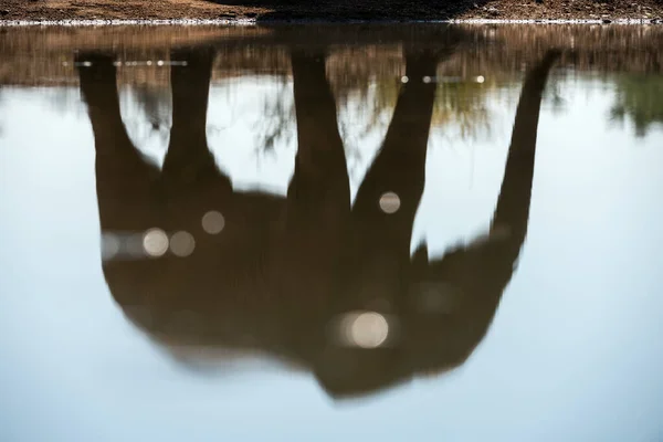 Une Photographie Abstraite Gros Plan Grand Taureau Éléphant Reflétant Surface — Photo