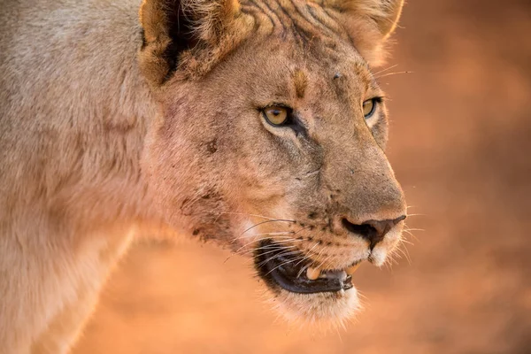 Beautiful Close Portrait Lioness Walking Sunrise Taken Madikwe Game Reserve — Stock Fotó