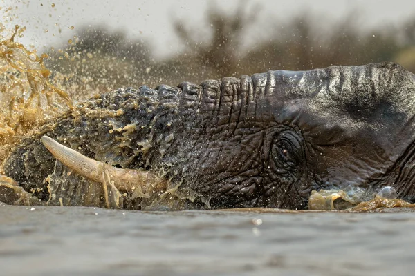 Portrait Gros Plan Éléphant Nageant Éclaboussant Jouant Buvant Dans Trou — Photo