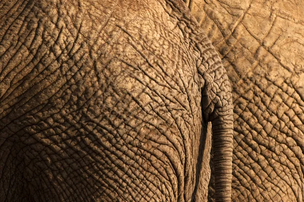 Gün batımında, Güney Afrika 'daki Madikwe Oyun Rezervi' nde çekilen güzel bir altın yan ışıkla aydınlatılmış, bir filin arkası ve kuyruğunun yakın dokulu bir fotoğrafı..