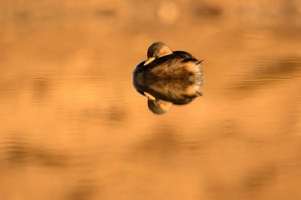 Una Hermosa Fotografía Del Amanecer Temprano Mañana Pequeño Grebe Nadando —  Fotos de Stock