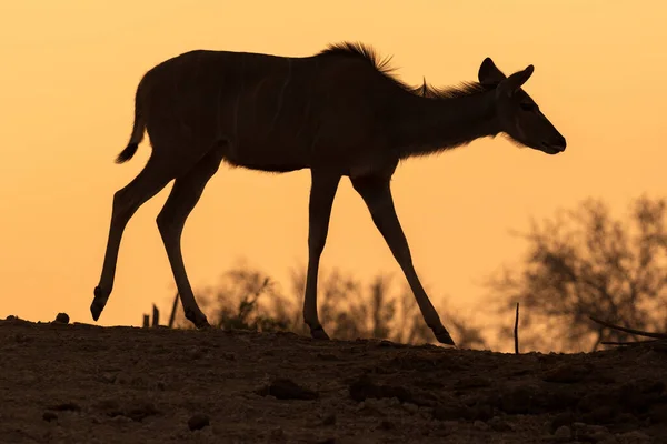 Een Foto Van Een Silhouetted Vrouwelijke Kudu Lopend Tegen Een — Stockfoto
