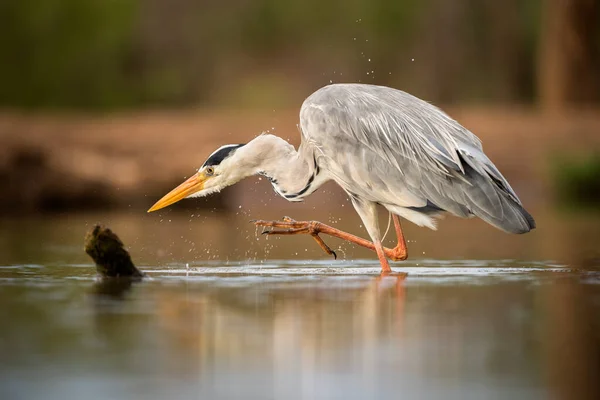 Nahaufnahme Eines Graureihers Der Mit Erhobenem Fuß Wasser Steht Aufgenommen — Stockfoto