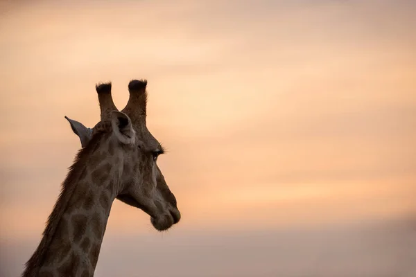 Beautiful Photograph Giraffe Looking Distance Dramatic Sky Sunset Taken Madikwe — Stock Fotó