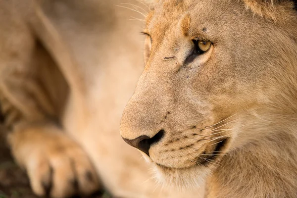 Detallado Retrato Cerca Joven León Macho Mirando Hacia Otro Lado — Foto de Stock