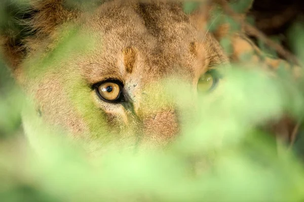Close Portrait Lioness Hiding Thicket Staring Green Leaves Taken Madikwe — Stock Fotó