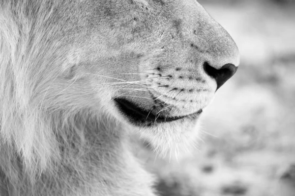 Detailed Black White Close Young Male Lion Nose Mouth Taken — Stock Photo, Image