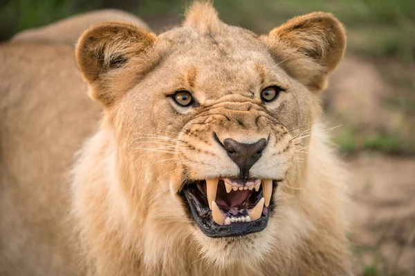 Dramático Primer Plano Una Leona Gruñona Desnudando Sus Dientes Caninos — Foto de Stock