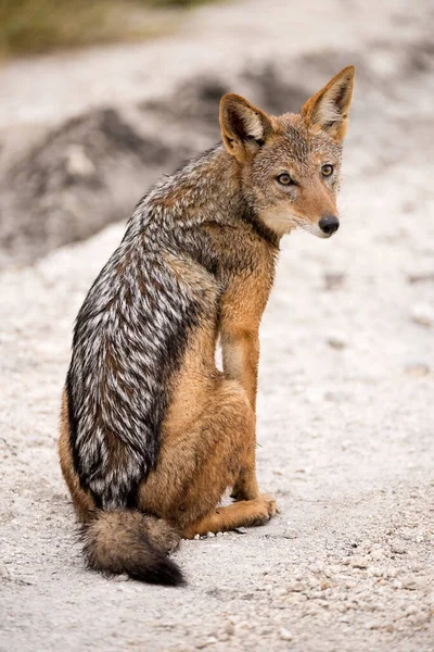 Close Vertical Portrait Black Backed Jackal Sitting Sand Road Looking — Stock Photo, Image