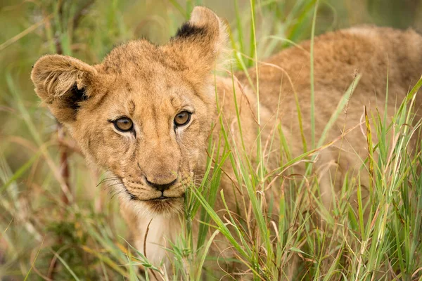 A close up portrait of a young lion walking through green grass and looking towards the camera, taken in the Madikwe Game Reserve, South Africa.