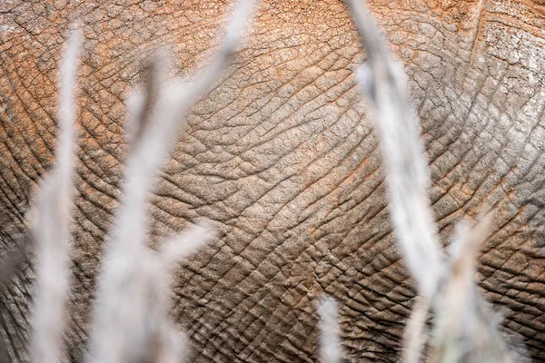 南アフリカのMadikweゲームリザーブで撮影されたいくつかの死んだ枝の後ろに立っているほこりの多い象の隠れの抽象的なクローズアップ — ストック写真