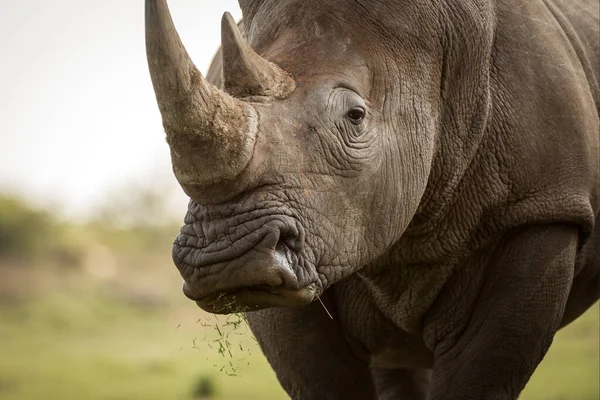 Portrait Gros Plan Rhinocéros Blanc Broutant Regardant Directement Caméra Avec — Photo