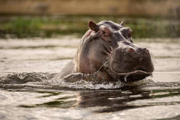 Portrait Gros Plan Grand Hippopotame Perçant Surface Eau Rivière Chobe — Photo