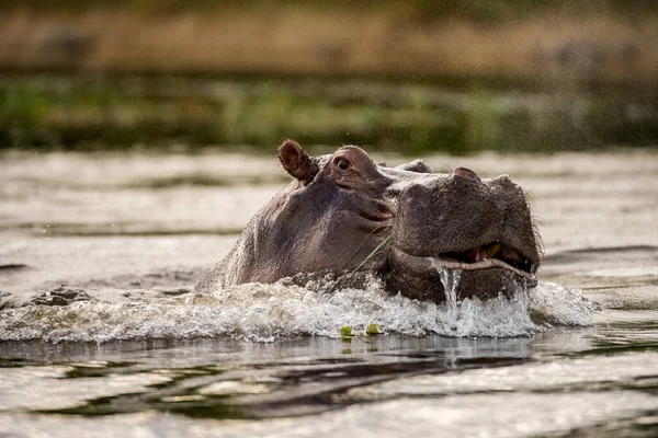 Zblízka Portrét Velkého Hrocha Jak Proráží Vodní Hladinu Řeky Chobe — Stock fotografie