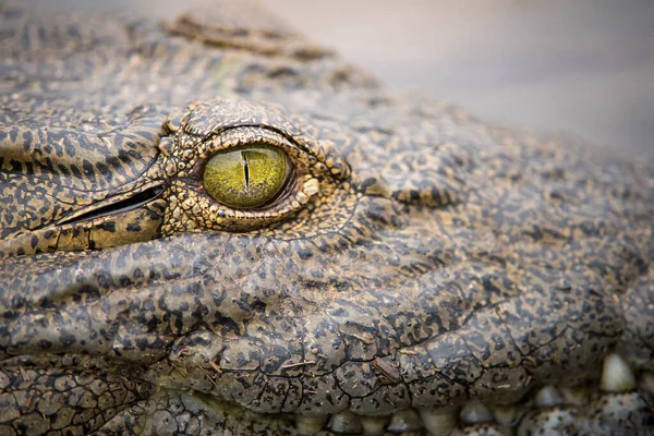 Великий Детальний Портрет Ока Крокодила Річці Чоб Ботсвані — стокове фото
