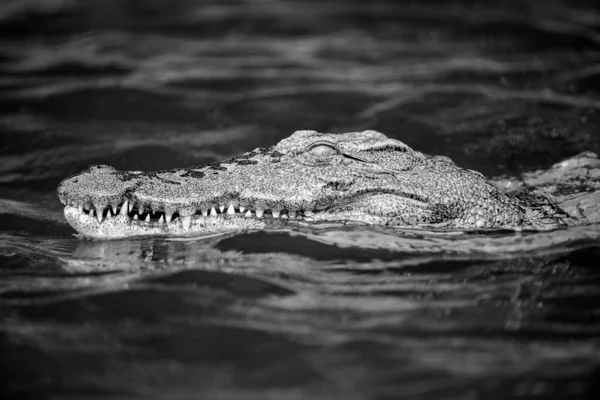 Чорно Білий Портрет Крокодила Який Плаває Зубами Річці Чоб Ботсвані — стокове фото