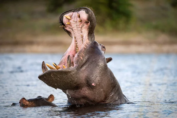 Bir su aygırının aksiyon portresi ağzı açık, su yüzeyinin üstünde ve tüm dişlerini açarak Botswana 'daki Chobe Nehri' nde çekildi..