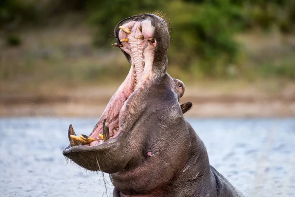 Bir su aygırının aksiyon portresi ağzı açık, su yüzeyinin üstünde ve tüm dişlerini açarak Botswana 'daki Chobe Nehri' nde çekildi..