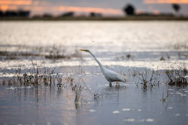 Une Belle Photographie Coucher Soleil Chasse Aigrette Blanche Pour Proie — Photo