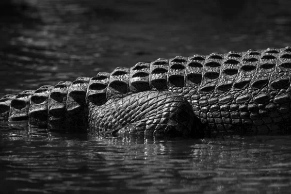 Eine Abstrakte Schwarz Weiß Nahaufnahme Des Hinterbeins Eines Krokodils Das — Stockfoto
