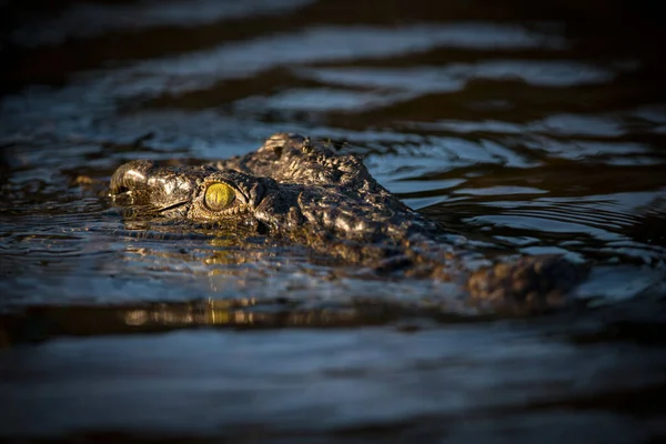 Великий Портрет Зроблений Світанку Від Голови Великого Крокодила Лише Очима — стокове фото