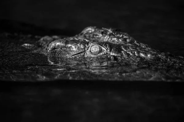 Крупный Черно Белый Портрет Головы Большого Крокодила Глазами Выглядывающими Над — стоковое фото