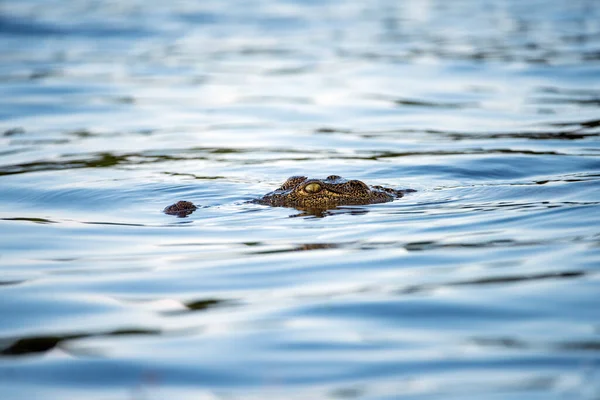 Μια Κοντινή Φωτογραφία Ενός Κροκόδειλου Που Κολυμπά Στον Ποταμό Chobe — Φωτογραφία Αρχείου
