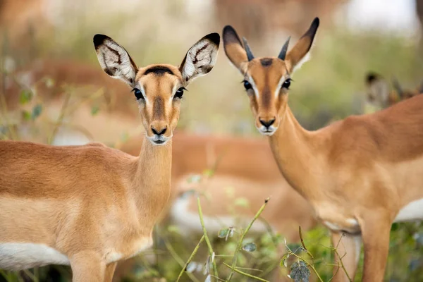 İki siyah yüzlü Impala 'nın yakın plan portresi doğrudan kameraya bakıyor, Botswana Chobe Nehri' nde çekildi..