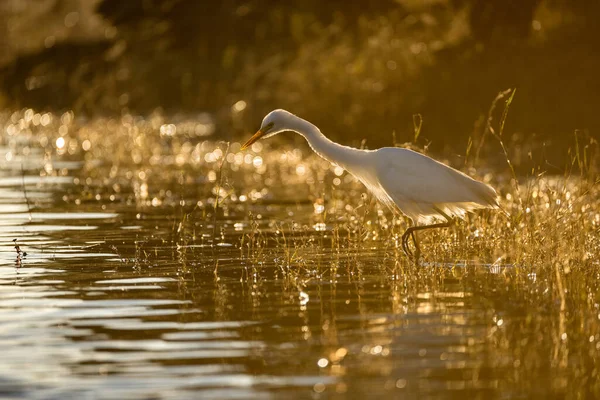 Early Morning Golden Sunset Photograph Backlit White Egret Hunting Prey — Stock Fotó