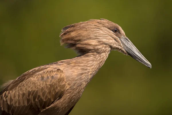 Yeşil bir arkaplanda Hamerkop 'un bu yakın çekimi Güney Afrika' daki Madikwe Oyun Rezervi 'ndeki su birikintilerinden birinde çekildi..