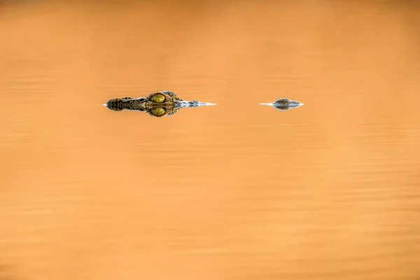 Ritratto Ravvicinato All Alba Della Testa Piccolo Coccodrillo Che Appare — Foto Stock