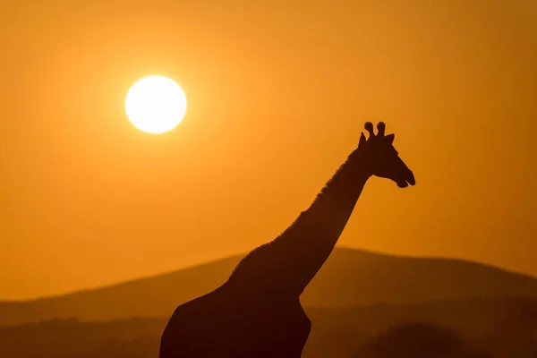 Красивая Фотография Ходячего Жирафа Силуэта Фоне Золотого Неба Заката Фоне — стоковое фото
