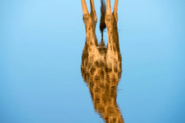 Abstarct Zbliżenie Tułowia Żyrafy Odbicie Głębokiej Błękitnej Powierzchni Wody Wodopoju — Zdjęcie stockowe