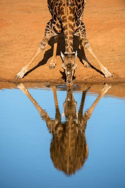 Retrato Vertical Una Jirafa Bebedora Tomada Atardecer Reserva Caza Madikwe —  Fotos de Stock